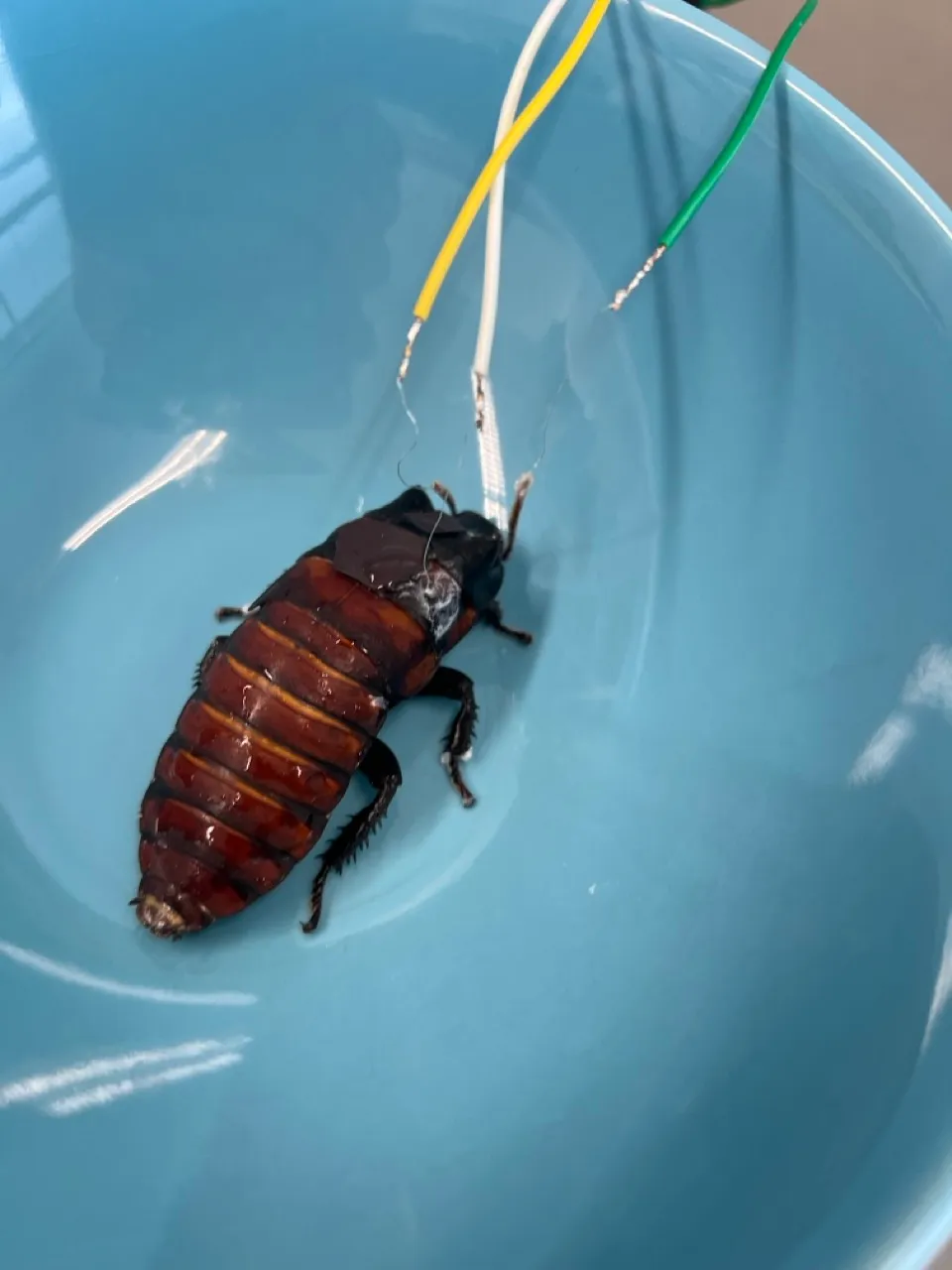Roach with all 3 cables attached