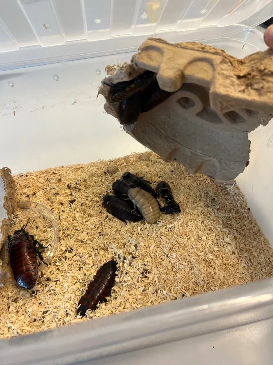 GromPack build process 15
