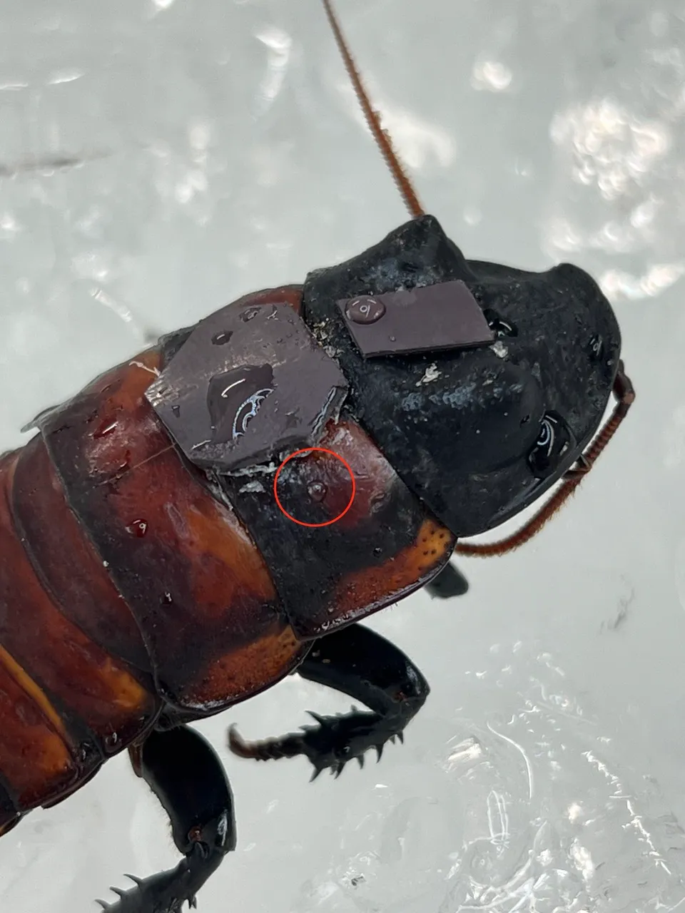 Hole in the thorax