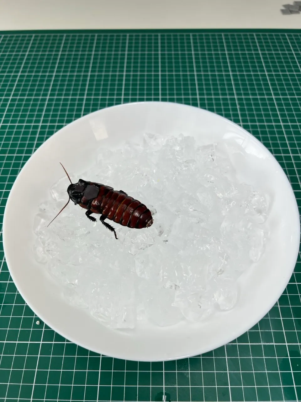 Roach resting in the ice