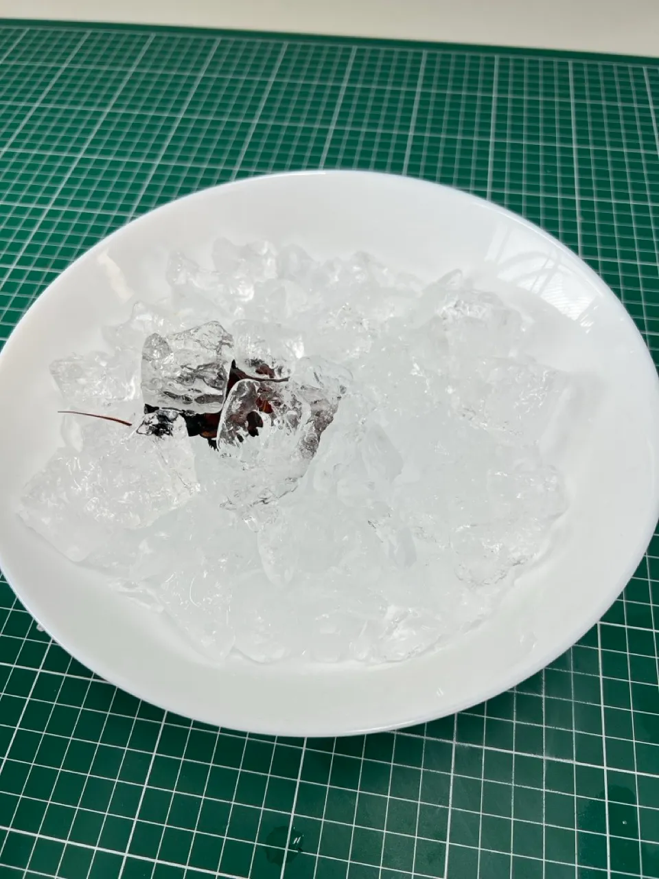 Roach completely submerged under ice
